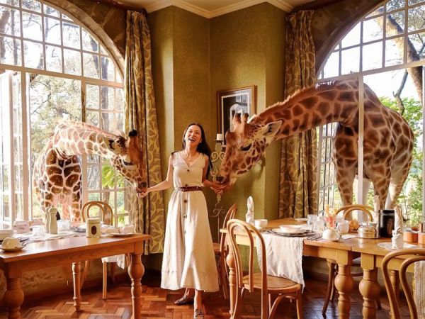 Turystka w Hotelu Giraffe Manor na słynnym śniadaniu z żyrafami 
